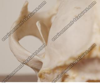 photo reference of skull 0077
